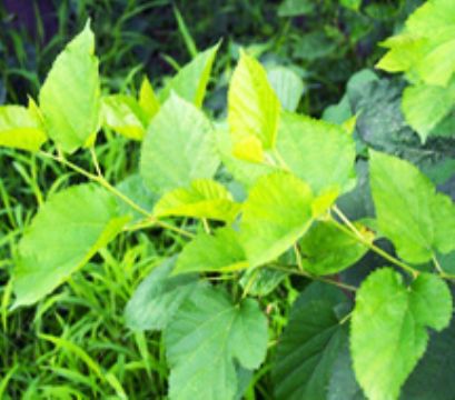 Mulberry Fruit P.E